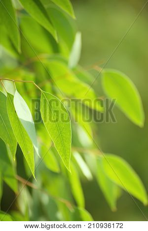 Eucalyptus green leaves abstract background with sun shining and copy space