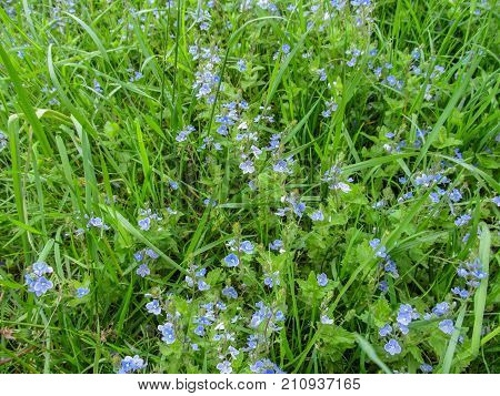 Floral simple background with beautiful gentle small blue meadow flowers of the birdwell-eye speedwell. Green juicy spring-summer grass and blue field flowers close-up - top view