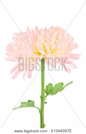 Close up of cremone chrysanthemum, toned with pink, isolated on white.