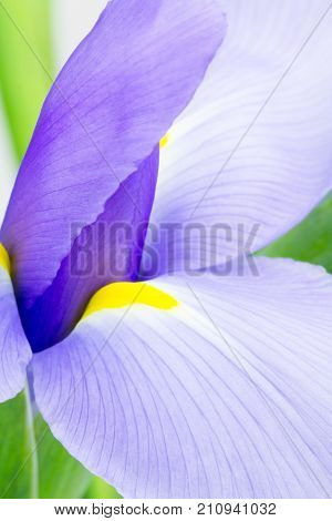 Close up of purple Dutch Iriis Iris hollndica. Vivid purple and yelow flower abstract.
