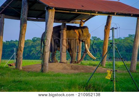 POKHARA, NEPAL - NOVEMBER 04, 2017: Chained elephant under a structure at outdoors, in Chitwan National Park, Nepal, cruelty concept.