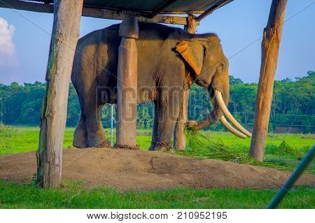 Chained elephant under a tructure at outdoors, in Chitwan National Park, Nepal, cruelty concept.