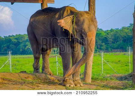Beautiful elephant chained in a wooden pillar under a tructure at outdoors, in Chitwan National Park, Nepal, cruelty concept.