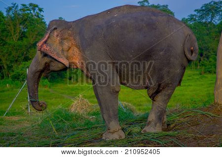Close up of beautiful sad elephant chained in a wooden pillar at outdoors, in Chitwan National Park, Nepal, sad paquiderm in a nature background, animal cruelty concept.