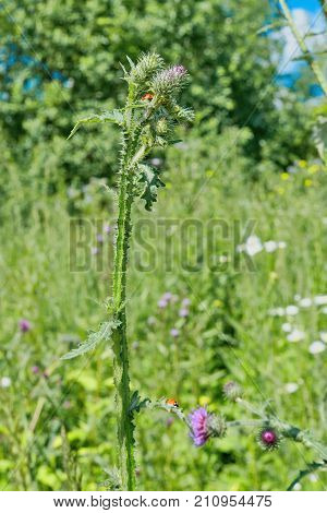 Ladybug On The Stem Of Burrs