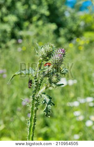 Ladybug On The Stem Of Burrs