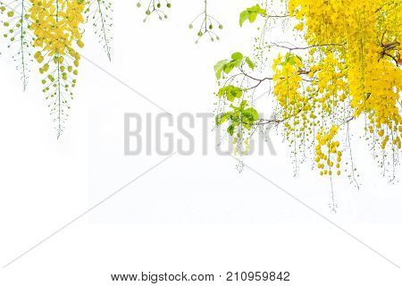 Golden shower flowers Cassia fistulosa tree flowers summer flowers in songkran festival in Thailand