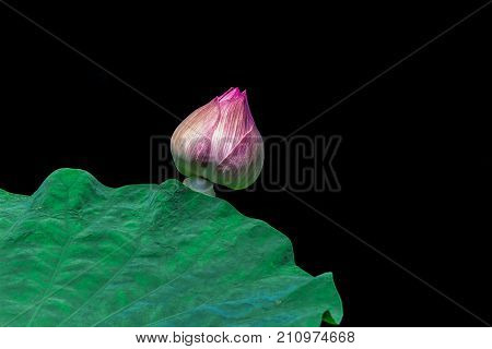 Pink lotus bud isolated on black background