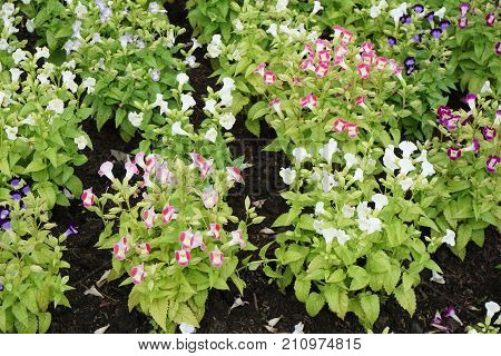 beautiful Torenia fournieri flower in nature garden