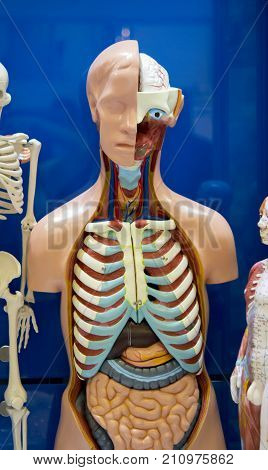 Human internal organs dummy, training dummy, detail of the face, thorax and intestines. Healthcare concept. Human anatomy