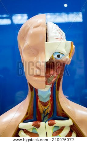 Human internal organs dummy, training dummy, detail of the face, thorax and intestines. Healthcare concept. Human anatomy