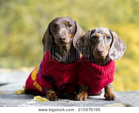 Dachshund dogs dressed in a knitted sweater