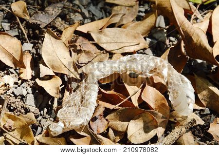 snake slough skin on ground in backyard garden
