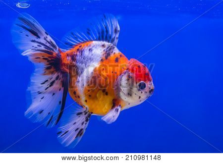Lionhead Goldfish Or Lionhead Goldfish With Black Spot