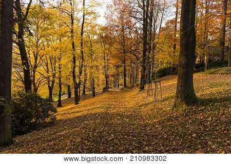 Narrow path lit by soft spring sunlight. Forest spring nature. Spring forest natural landscape with forest trees