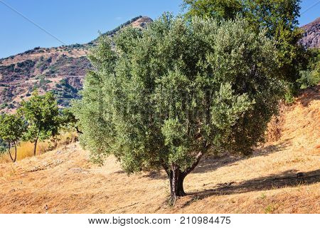 Mediterranean trees: olive and almond in Calabria in dry terrain climate hills