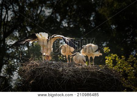 White storks in a nest on a tree one adult three young birds (Marchegg Austria)