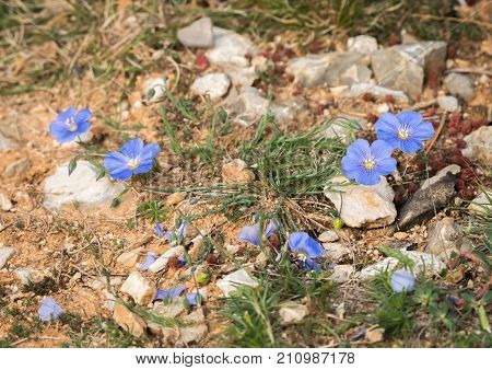 Closeup of small blue flax blossoms growing on the ground of meditteranean scrubland