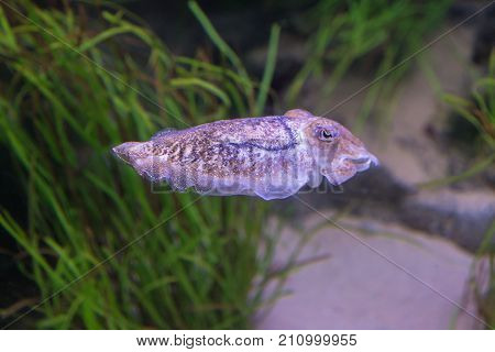 The Deep Sea Cephalopod Purple Cuttlefish, Marine Life.