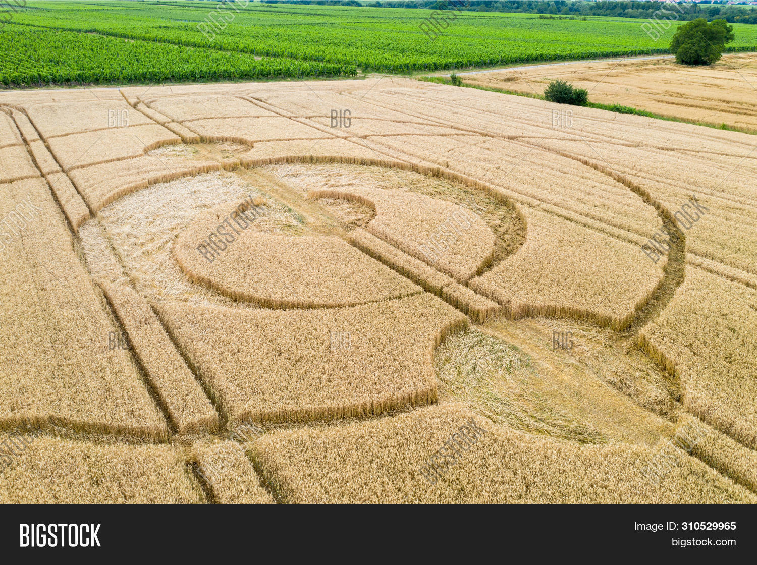 Круги на полях 1960. Circle field. Круги на полях англия. Концентрические круги. Круги на пшеничных полях.