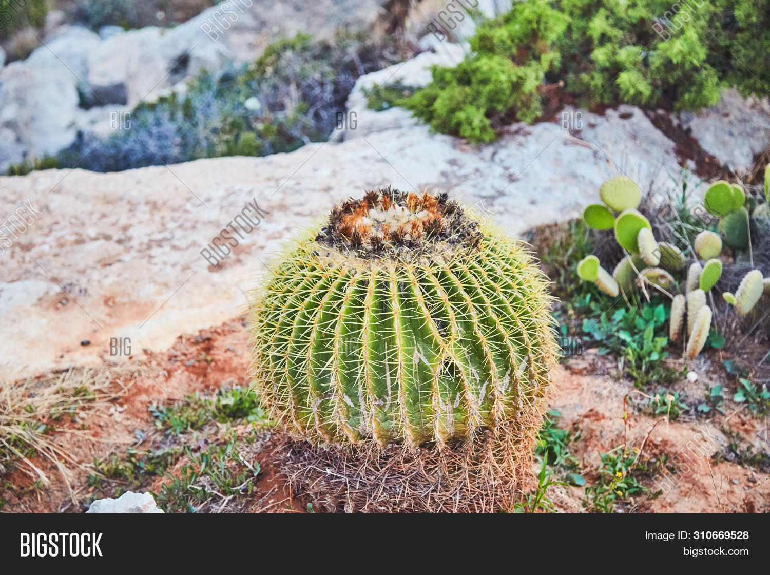 rainbow cactus Echinocereus rigidissimus rubrispinus “Rainbow Hedgehog Cactus”