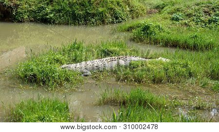 Sun Shines On Nile Crocodile - Crocodylus Niloticus - Resting In Low Muddy Water, Hiding In Grass, O