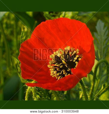 Field Poppy In Spring Blooms Brightly.red Flowers Petals Are Sun  Brendched.flowering Red Poppy.