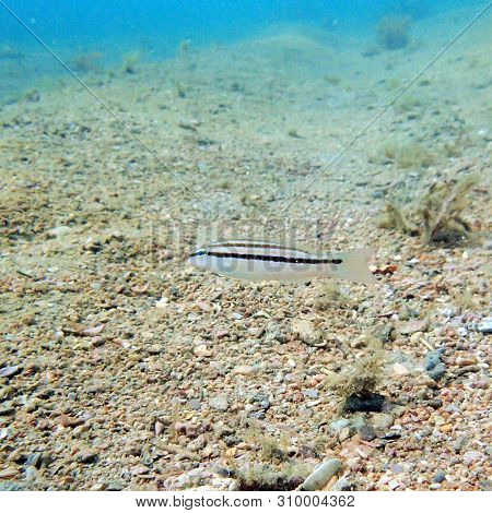 The Slippery Dick (halichoeres Bivittatus) Is A Species Of Wrasse Native To Shallow, Tropical Waters