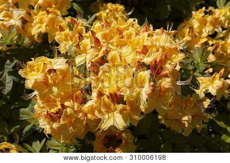 Rhododendron Luteum, The Yellow Azalea Or Honeysuckle Azalea, Is A Species Of Rhododendron Native To