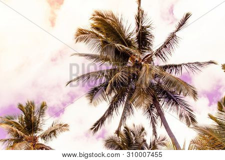 Palm Tree In Seychelles With Coconuts, Lodoicea Maldivica, Sunny Day And Blue Sky.