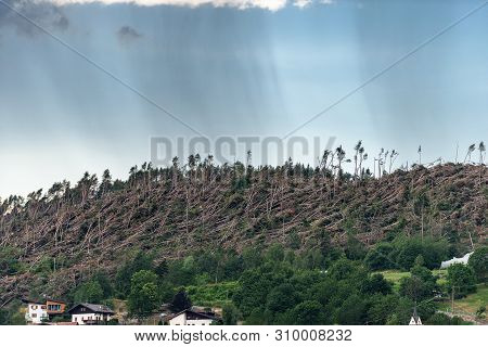 Trees Fallen From The Wind In November 2018, Baselga Di Pine. Natural Disaster In Trentino Alto Adig