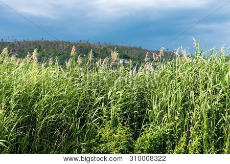 Close-up Of Green Reeds, Cane Thicket, At Summer. Serraia Lake (lago Della Serraia), Trentino Alto A