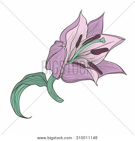 Hand Drawn Lilac Lily. Doodle Art. Vintage Line.
