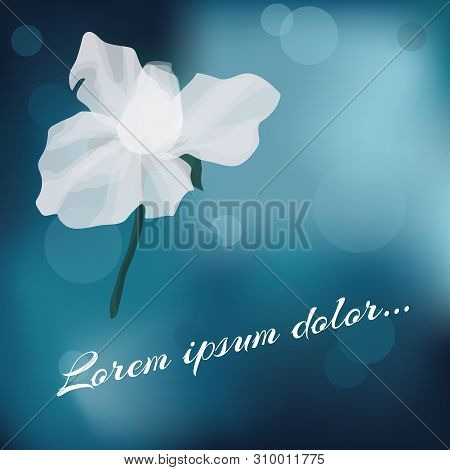 The White Rose With Transparent Petals. Eps 10.
