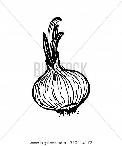 Onion With Sprouts. Graphic Pen Drawing, Vector Image For Menu, Packaging And Label Design