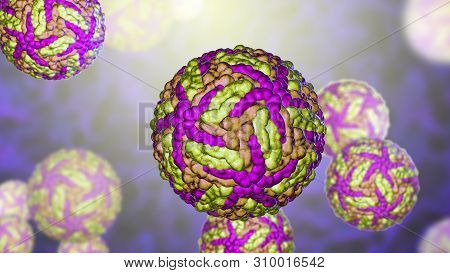 Zika Viruses, The Causative Agent Of Zika Fever, Transmitted By Mosquito Bite And Causes Microcephal