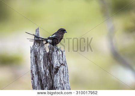 Magpie Shrike Isolated In Natural Background In Kruger National Park, South Africa ; Specie Uroleste