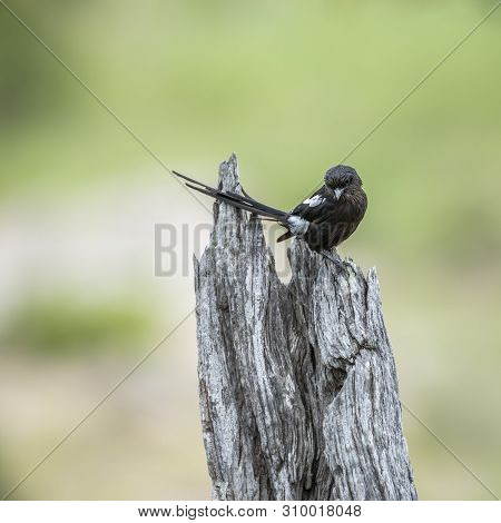 Magpie Shrike Isolated In Natural Background In Kruger National Park, South Africa ; Specie Uroleste