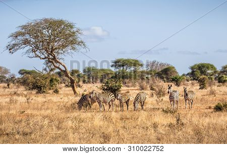 Herd Of Amazing Zebras On Savannah Plains In Tsavo East Park, Kenya