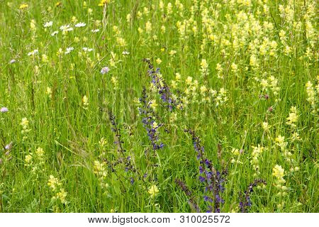 Flower Meadow Along The Long-distance Hiking Trail Neckarsteig In Germany