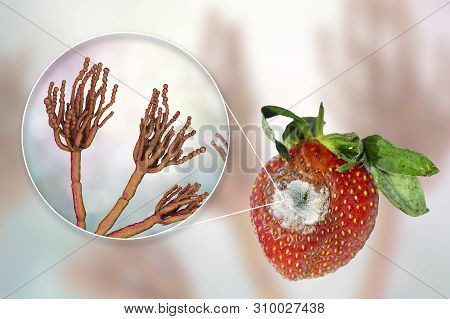 Strawberry With Molds And Closeup View Of Mold Fungi Penicillium Responsible For Food Spoilage, 3d I