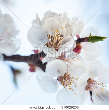 Pear Tree Flowers In The Spring Garden. Spring Blossom. Close-up.