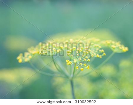 Yellow Flowers Of Dill (anethum Graveolens). Close Up.