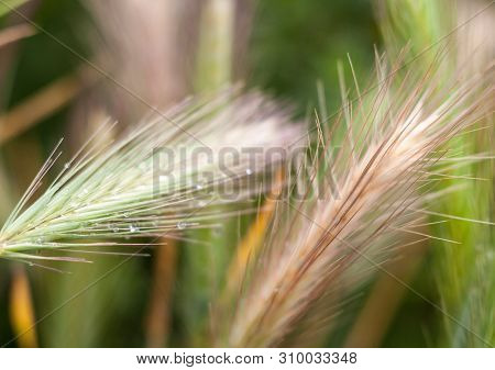 Barley Grass Or Wall Barley (hordeum Murinum) With Dewdrops. Close-up.