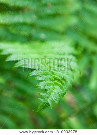 Beautiful Green Fern Stems And Leaves (pteridophyta)