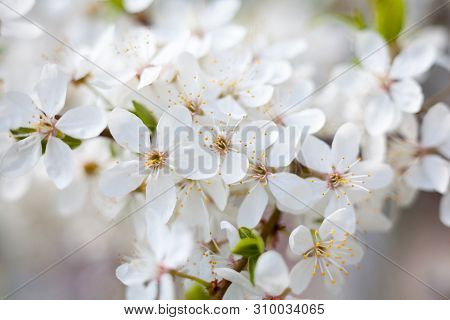 Cherry Tree Flowers In The Spring Garden. Spring Blossom. Close-up.