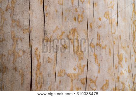 Texture Of A Natural Tree With An Unusual Structure