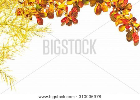 Autumn Leaf Composition. Studio Shot On Wooden Background.colorful Autumn Leaves On A White Backgrou