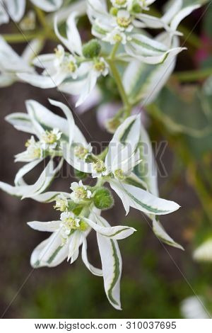 Euphorbia Marginata (snow-on-the-mountain, Smoke-on-the-prairie, Variegated Spurge, Whitemargined Sp