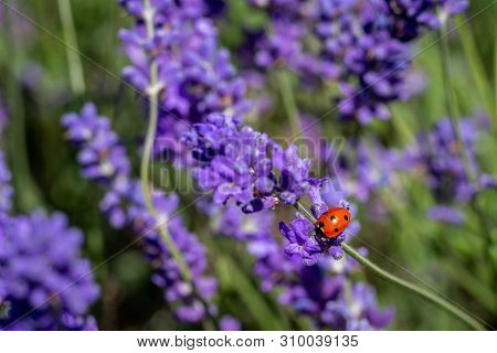 A Seven Spot Ladybird (coccinella Septempunctata) On A Lavender Plant